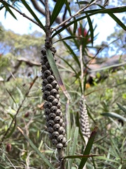 Melaleuca linearifolia