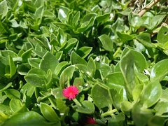 Mesembryanthemum cordifolium