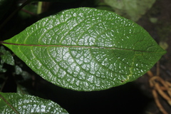 Deprea bitteriana