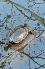 Deirochelyinae