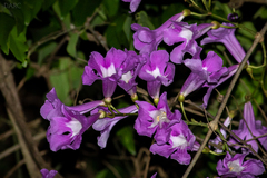 Fridericia chica
