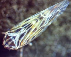 Cedusa maculata