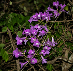 Fridericia chica