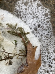 Myriophyllum sibiricum