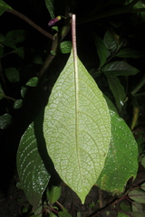 Deprea bitteriana