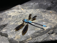 Diphlebia euphoeoides