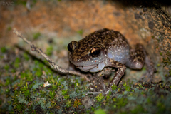 Eleutherodactylus pipilans