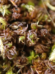 Syntrichia laevipila