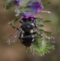Melecta luctuosa
