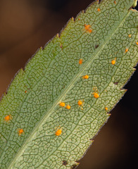 Coleosporium