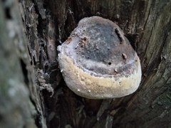 Pyrofomes juniperinus