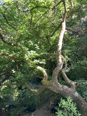 Pittosporum eugenioides