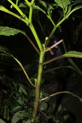 Deprea bitteriana