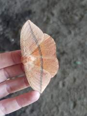 Lonomia