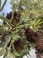 Lyonothamnus floribundus