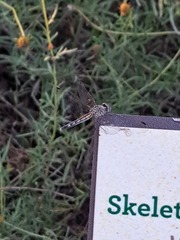 Micrathyria aequalis