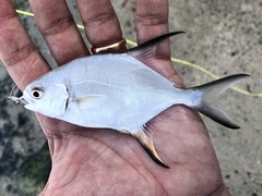 Trachinotus falcatus