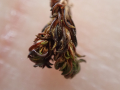Syntrichia laevipila