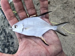 Trachinotus falcatus