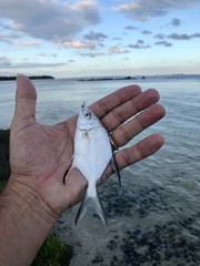 Trachinotus falcatus