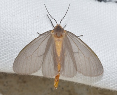 Pagara simplex