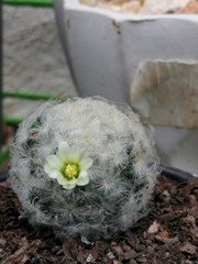 Mammillaria plumosa