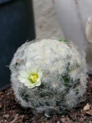 Mammillaria plumosa
