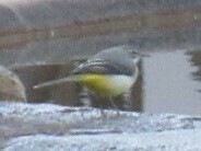 Motacilla cinerea cinerea