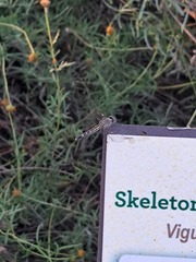 Micrathyria aequalis