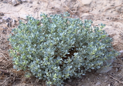 Atriplex holocarpa