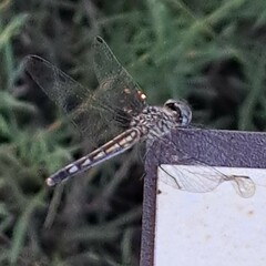Micrathyria aequalis