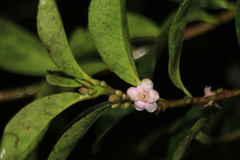 Symplocos theiformis