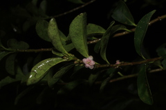 Symplocos theiformis