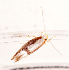 Argyresthia