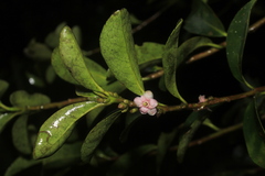 Symplocos theiformis