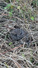 Sistrurus miliarius barbouri