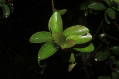 Symplocos theiformis