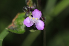 Tripogandra ionantha
