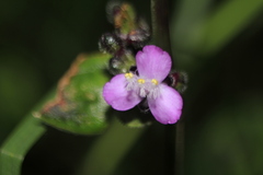 Tripogandra ionantha