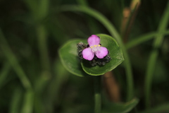 Tripogandra ionantha
