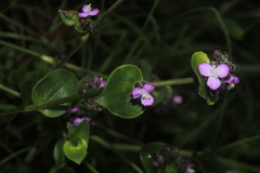 Tripogandra ionantha