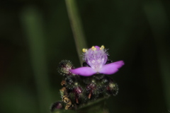 Tripogandra ionantha