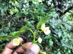 Elaeodendron croceum