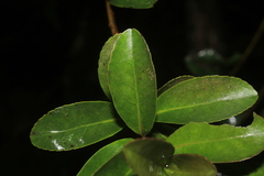 Symplocos theiformis