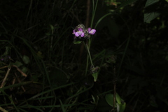 Tripogandra ionantha