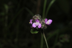 Tripogandra ionantha