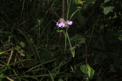 Tripogandra ionantha