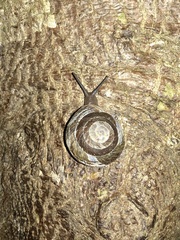 Caracolus marginella