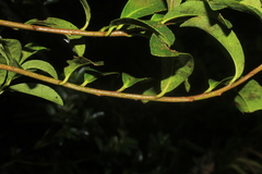 Symplocos theiformis