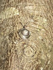 Caracolus marginella